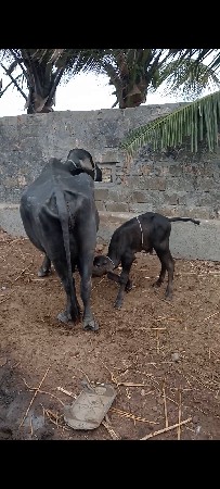 ભેંસ વેચવાની છે