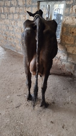 ગાય વેચવાની છે