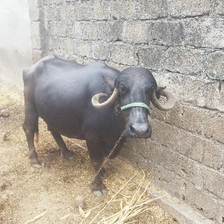 ભેશ વેચવાની છે