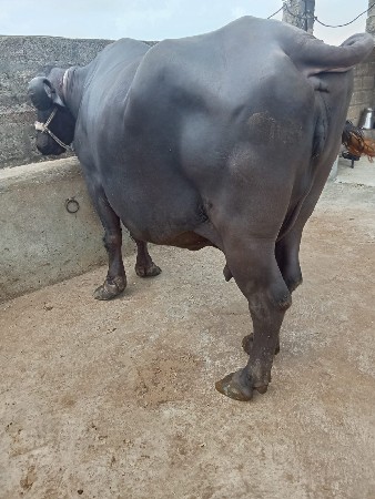 ભેશ વેચવાની છે