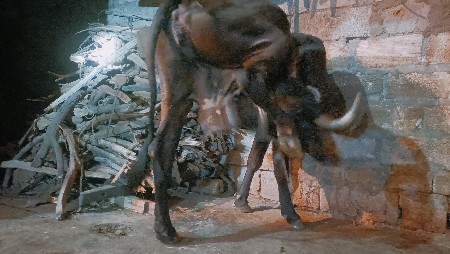 ગાય બંને આપવાની છે
