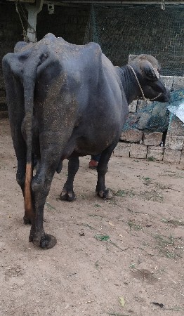 વ્યાણેલી ભેંસ વેચવાની છે
