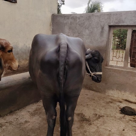 ભેસ વેચવાની છે