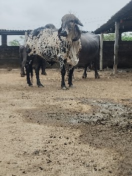 વાછડી વેચવાની છે