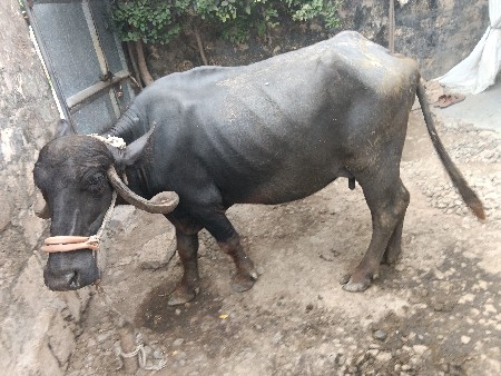 વેસવાની