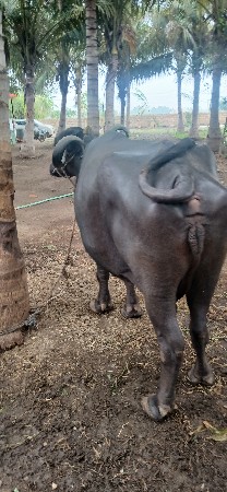 ભેસ 5 પાચમુ વેતર વ્યા સે