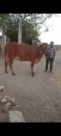 વેચવાની છે