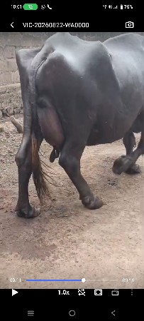 ભેંસ વેસવા ની છે