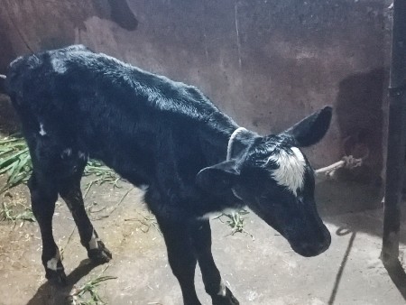 એસબ ગાય વેચવાની છે 1.વેતર