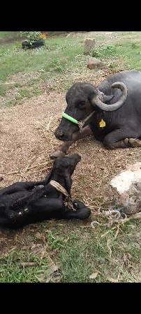 સાત આઠ દિવસની વ્યાણેલી...