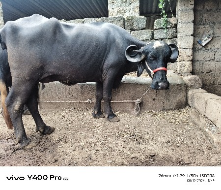 ખડેલી