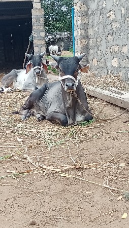 vadhiyara vasda vechvana che