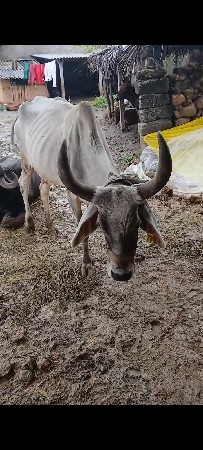 2 mahína tya વિહાની નીચે વાચડી