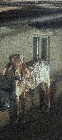 વોડકી દેવા ની છે