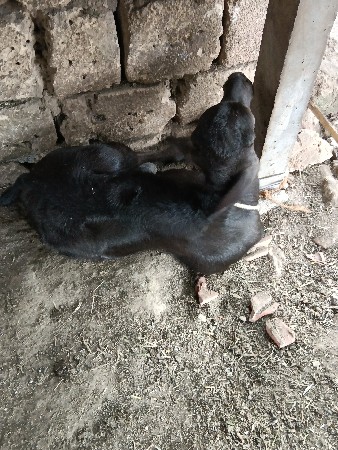 ત્રીજું વેતર ભેંસ વેચવાની છે
