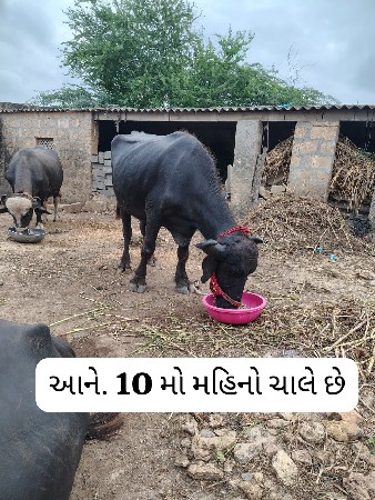 બે.. ખડેલી વેચવાની છે