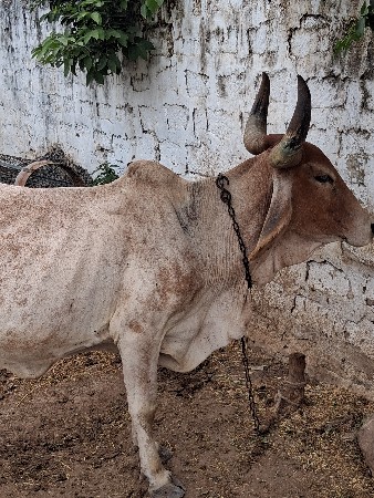 ગાય વેચવા ની છે