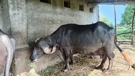 ભેંસ વેચવાની છે