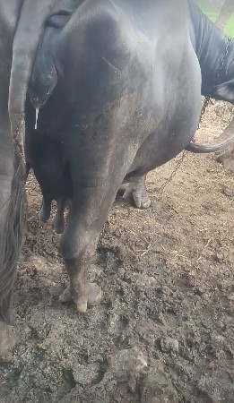 ભેંશ વેચવાની છે