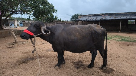 વેસવા ની સે