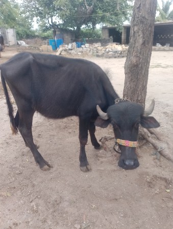 ખડેલી