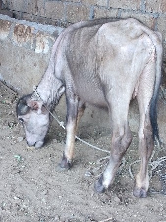 આ પાડી વેચવાની છે