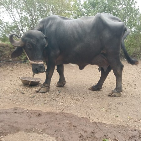 વેચવાની છે