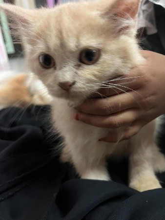 cat 😺