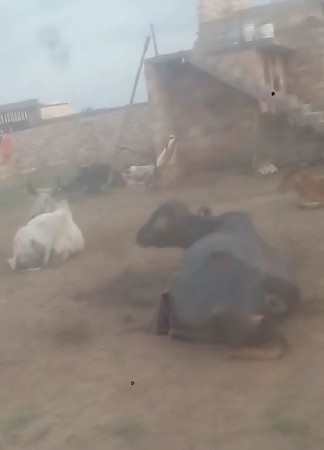 તબેલો વેચવાનો સે ટોટલ 14 પસુઓ
