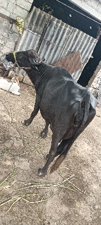 ભેંસ વેચવાની છે