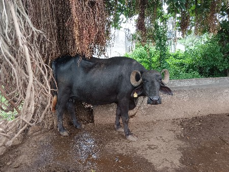 ભેંસ વેચવાની છે