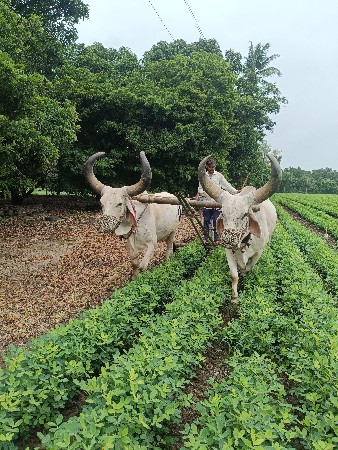 સાતલપુર ગામ એક જ ભાવ 70,000