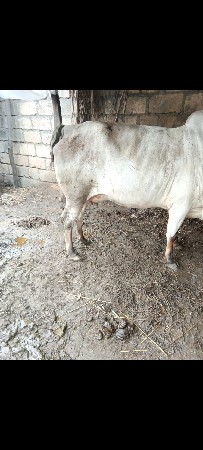 ગાય વેચવા ની છે