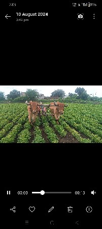બળદ આપવાના છે
