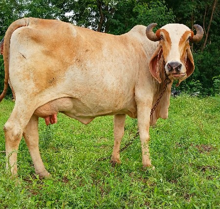 ગાય વેચવાની છે