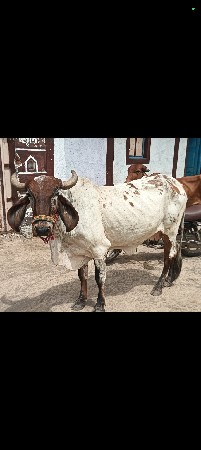સાટા માં દુજણી ગાય લેવા ની સે