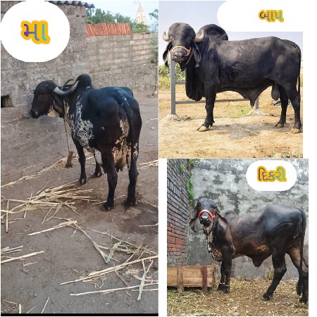 gir odki vesvani se  block