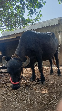 વૅચવાની છે