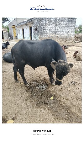 પાડો વેચવાનો છે