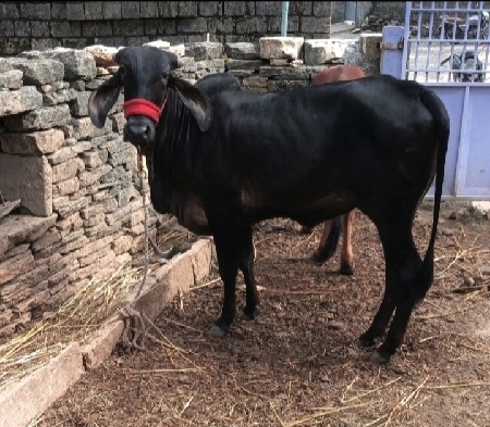 શ્યામ કપીલા ગીર હૉડકી