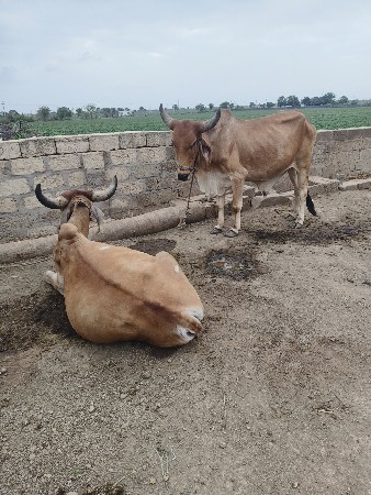 બળદવેચવાનાછે આપેલ નંબર પર ફોન કરવો