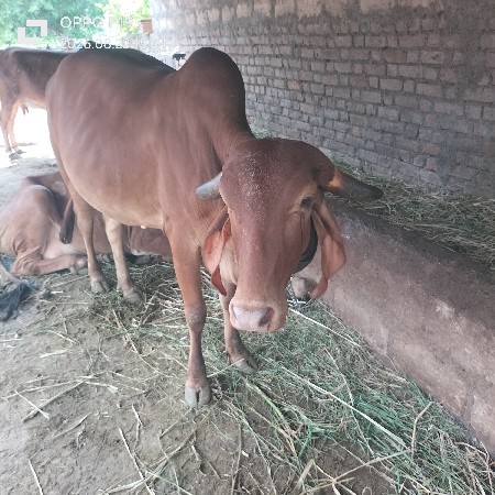આ ગાય વેચવાની છે