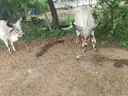 બળદ વેચવાના છે
