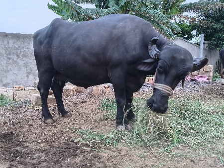 ભેંસ વેચવાની છે