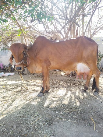 આ ગાય વેચવાની છે