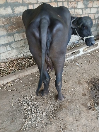 વેચવાનું છે