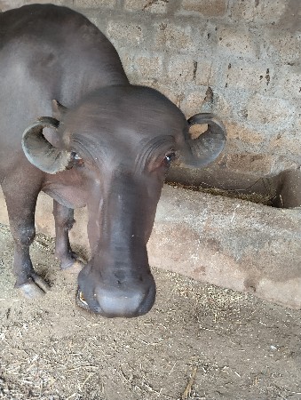 ભેંસ વેચવાની છે