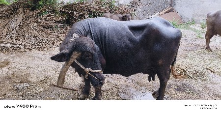 ભેંસ વેચવા ની છે