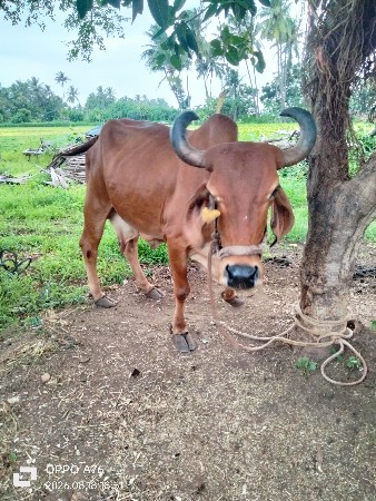 ગાય વેચવાની છે