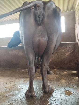 ભેંસ વેચવાની છે